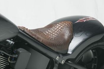 gator_4_b.jpg